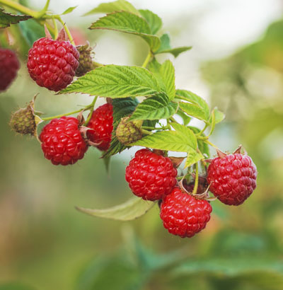 Чим можна обробити малину влітку, коли вже зав'язуються ягоди, і чи є інші способи захистити урожай