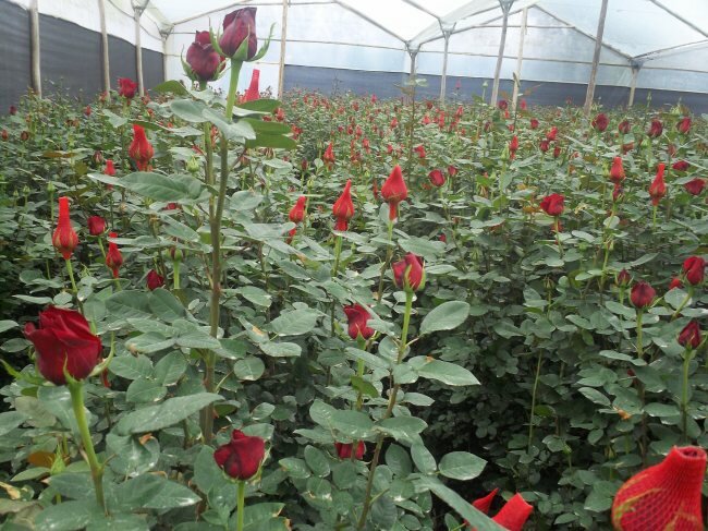 Рентабельність квітникарському тепличного господарства може досягати рекордних величин - 250-300%, але середній показник становить 75%