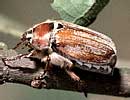 Все про травневих жуків   Східний хрущ   (Melolontha hippocastani F