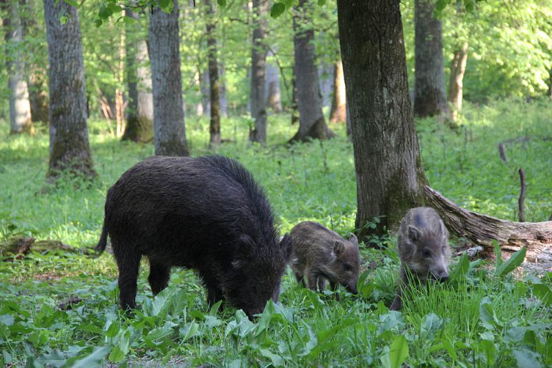 Джерело фото: www