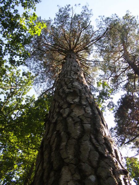 Плесецьке, звідти пішки полем і лісом