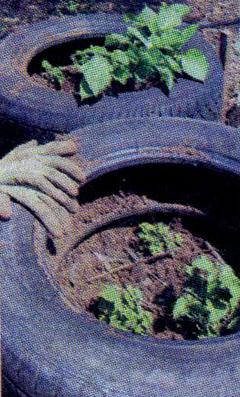 ТЕХНОЛОГІЯ ВИРОЩУВАННЯ КАРТОПЛІ В автомобільні покришки