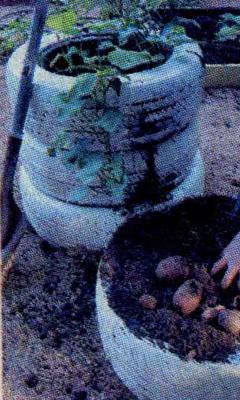 На сонячному місці ділянки необхідно викопати круглу площадку діаметром, рівним діаметру шини і глибиною в полштика лопати