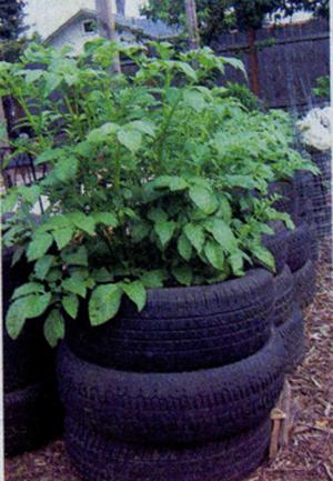 Чорні автопокришки добре нагріваються сонцем, тому в жарку погоду не слід забувати про полив, а в сильну спеку шини можна навіть пофарбувати в білий колір водоемульсійною фарбою або побілити