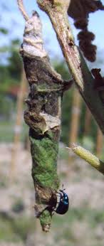 Дорослий жук довгоносик має довжину до 6 мм, зеленуватого кольору з металевим блиском, має витягнутий   хоботок, за що і названий довгоносик