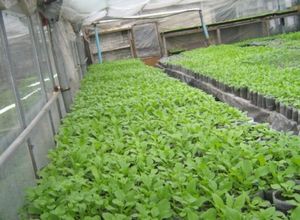Крім того початківцям городникам під силу виявиться вирощування салату в теплиці, оскільки ця культура досить невибаглива і догляд за нею не потребує докладання надмірних зміцнень