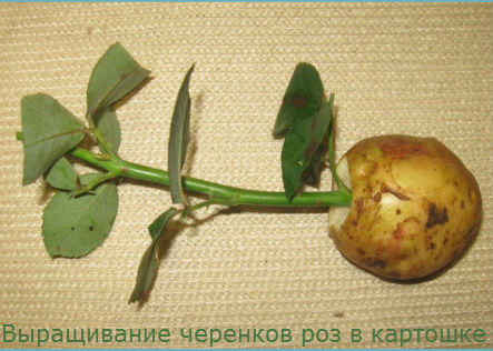 Вирощуємо троянди в картоплі