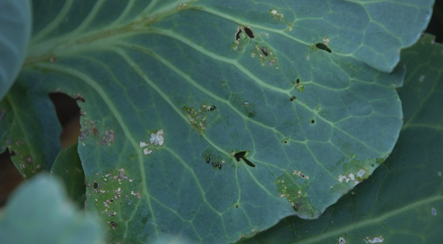 У капусті можуть з'явитися і листоїди - це теж жуки, але більших розмірів (до 5 мм), темно-зелені, з металевим блиском