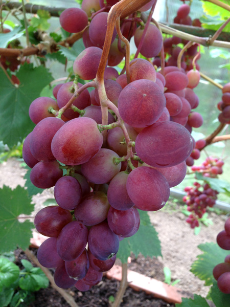 Столовий виноград «Вікторія» (Victoria) має такі красиві і смачні ягоди, що його цілком можна поставити в один ряд з кращими великоплідного південними сортами