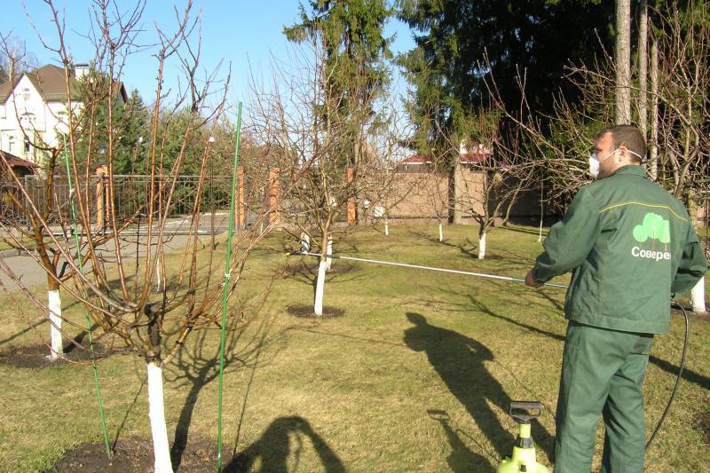 Обприскування дерев є обов'язковою і невід'ємною частиною   догляду за плодовими насадженнями   кожного дачника, який хоче, щоб його сад був красивим і здоровим цілий рік