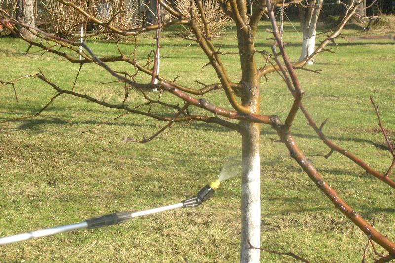 Обприскування плодових дерев восени   - важлива частина закриття сезону і   підготовки саду   до зимівлі