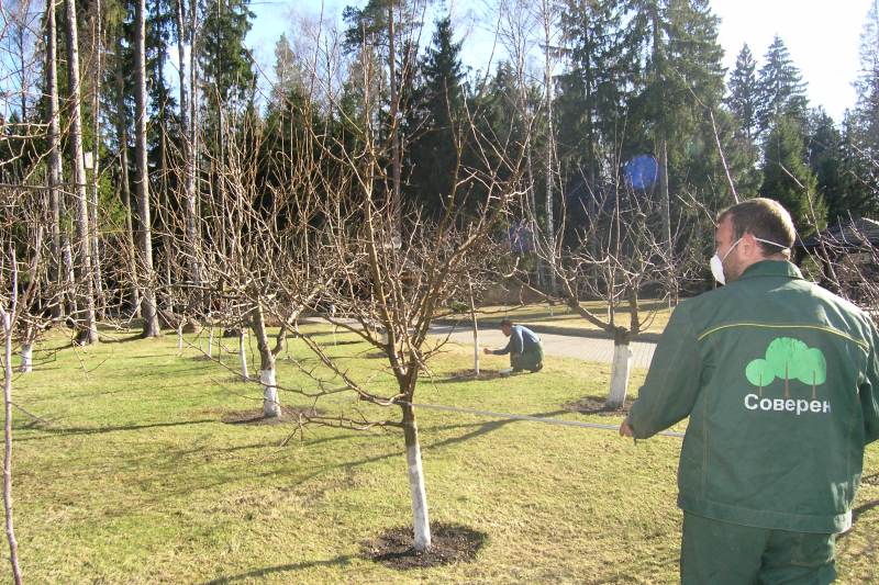 Обприскування дерев мідним купоросом рекомендують проводити двічі за дачний сезон