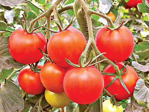 Гордість лабораторії пасльонових культур РУП «Інститут овочівництва» - величезна колекція томатів як для відкритого, так і для захищеного грунту