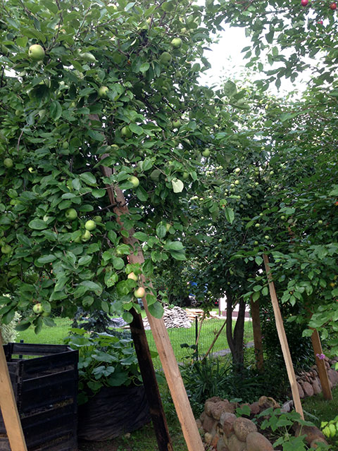 Я щороку коректую крони отплодоносивших яблунь і змиваю сильним струменем води всю «гидоту» з гілок і стовбурів