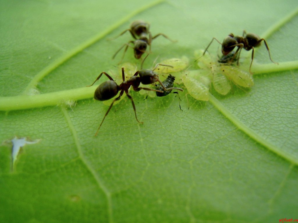 Методи, щоб позбутися від чорних садових мурах