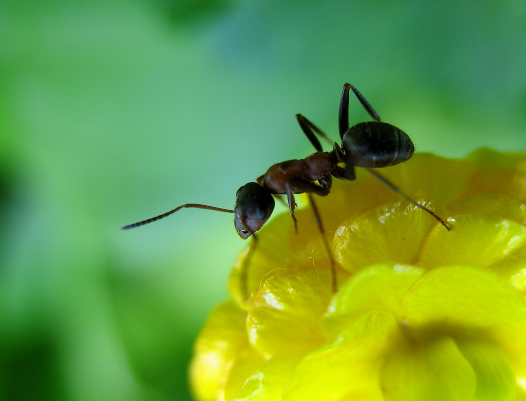 Садові мурашки користь і шкода на городі
