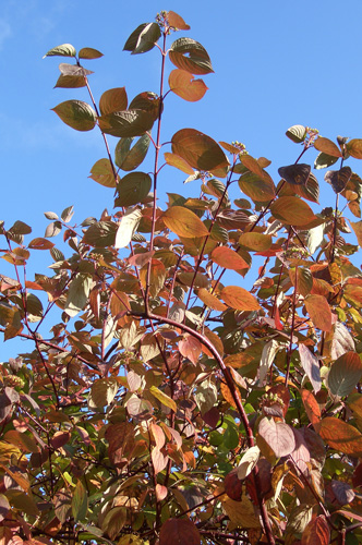 Яскраво-зелене листя восени стають фіолетовими