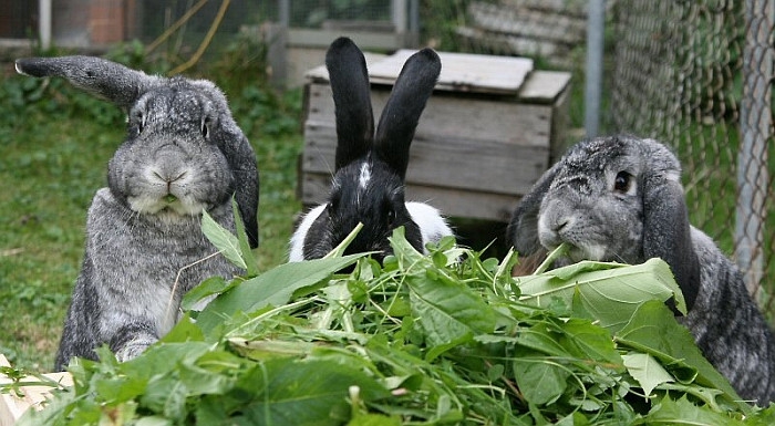 У кожний прийом їжі кролика давайте йому хоча б 3-4 варіанти трав