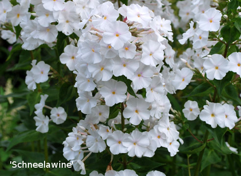 Найбільше сортів з білими квітками: Schneelawine, Delta, Omega