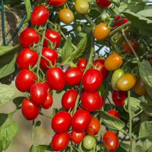 Вживання томатів в їжу підвищує імунітет, поліпшує травлення, знижує рівень холестерину в крові