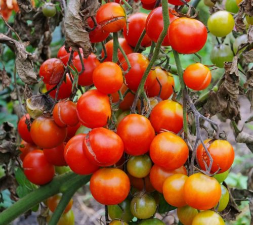 Багато сортів томатів мають ген стійкості до септоріозу