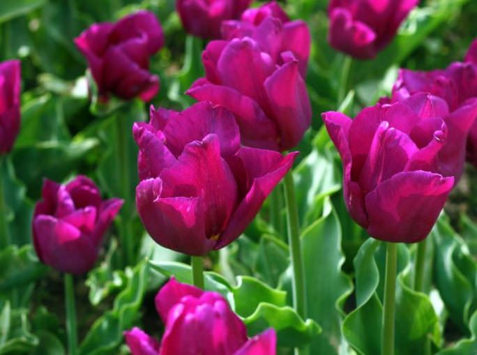 Щоденне здійснення зрошення і проведення періодичних підгодівлі тюльпанів з використанням кальцієвої селітри позитивно позначається на цвітінні і в значній мірі сприяє підвищенню декоративності