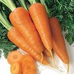 Морква - один з найпоширеніших коренеплодів, який вирощується садівниками - любителями на своїх ділянках