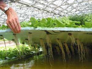 Вирощувати рослини без грунту можна завдяки методу, званого гідропоніці