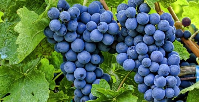 Виноград - цінний дар природи нам, людям