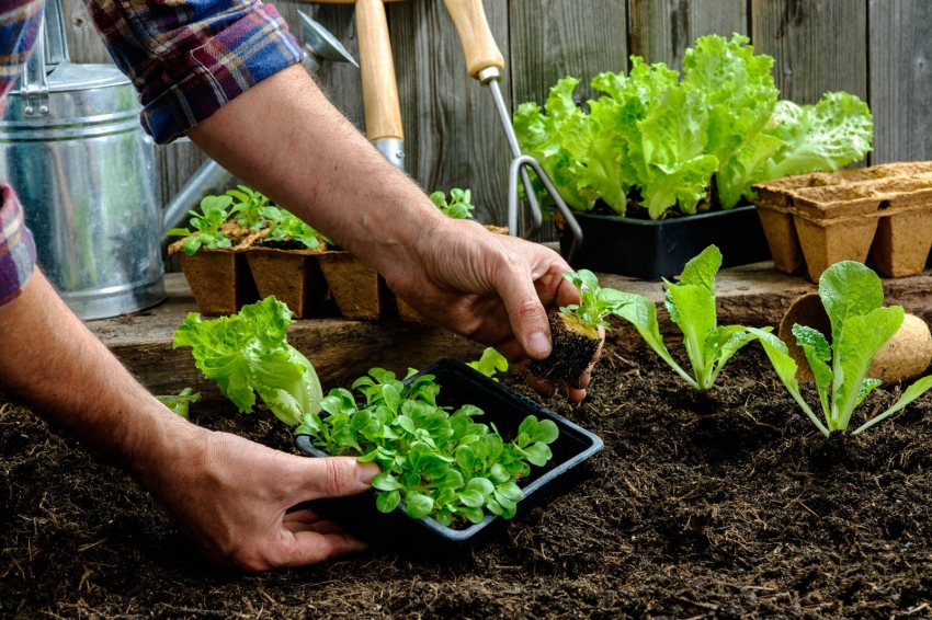 Деякі види овочів гнітюче діють один на одного, інші можуть покращувати ріст і розвиток сусідів, забезпечувати їм захист від шкідників