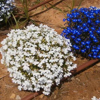 Садові квіти лобелія розчулюють своєю неповторною ніжністю: чимось схожі на незабудки і дрібні   фіалки   , Ці культури ростуть щільними групами, а ампельні форми, низько звішуючись з кашпо, нагадують блакитний водоспад
