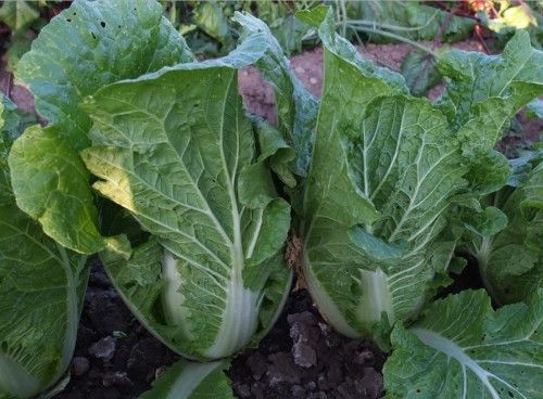 Для цього слід висаджувати салатну капусту поруч з картоплею, помідорами або огірками, підійдуть також цибулю і часник, петунії