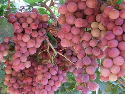 Сорт Red Globe   Ред Глоуб є одним з пізніх сортів винограду, вирощуваних для столу