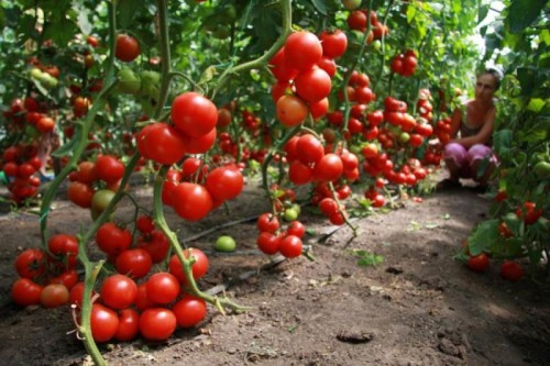 Якщо ви вирощуєте помідори в теплиці, то обов'язково потрібно її провітрювати, а в спеку ставити вентилятори