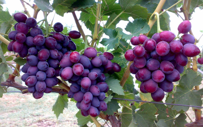Вирощування винограду - процес копіткий і складний, але результат зусиль у вигляді смачних ягід варто того, щоб приділити рослині свого часу