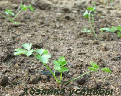 На всьому протязі вирощування кореневої селера вимагає обов'язкового розпушування і поливу