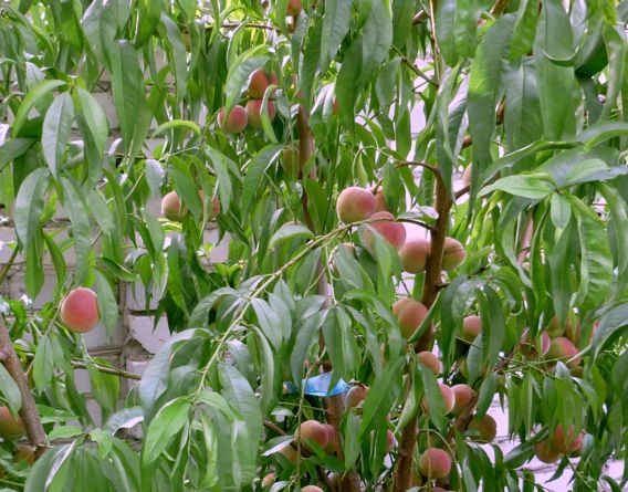 Шкідників наших садових плодових рослин безліч, а вже бажаючих поласувати ніжним персиком тим більше