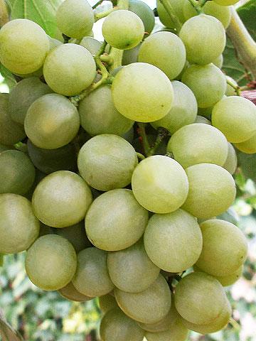 Особливості зберігання винограду