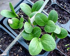 Щоб отримувати урожай кабачків протягом тривалого періоду вегетації, можна підсівати насіння кабачків з інтервалом в два тижні, але не пізніше початку липня, так як в подальшому дозрівання плодів може припинитися через нічних похолодань