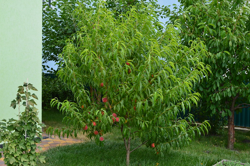 У декоративному садівництві також застосовуються посадки Персика Давида, у якого витончені яскраві квітки, але дуже дрібні сухі плоди
