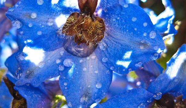 Дельфініум (Delphinium) -   багаторічна   рослина сімейства Лютикова, дуже висока, до 2 м, з щільними суцвіттями у вигляді свічок найніжніших квіток синьої, блакитний, рожевої, лілового, білого забарвлення