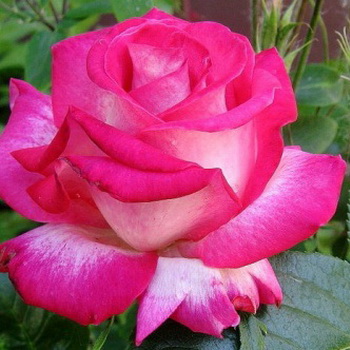 Чайно-гібридні троянди як окремий клас були виділені в 1976 році