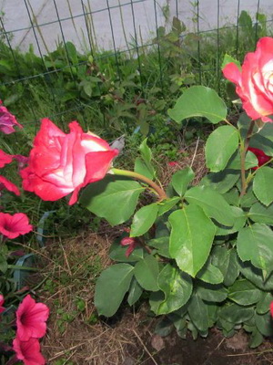 Зверніть увагу на фото цього сорту чайно-гібридної троянди - листя у рослини зелені, блискучі, великі:
