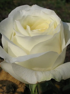 Білі і жовті сорти чайно-гібридних троянд