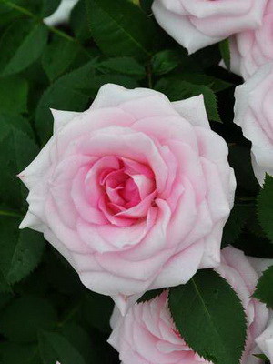 Рожеві та червоні сорти чайно-гібридних троянд