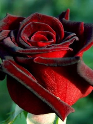 Троянди зрізають в напіврозпуску або фазі пофарбованого бутона на початку прочинення перших пелюсток віночка