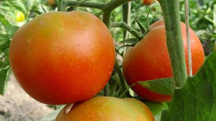 Запитайте у будь-якого городника, який овоч найулюбленіший, і 9 з 10 обов'язково назвуть помідор