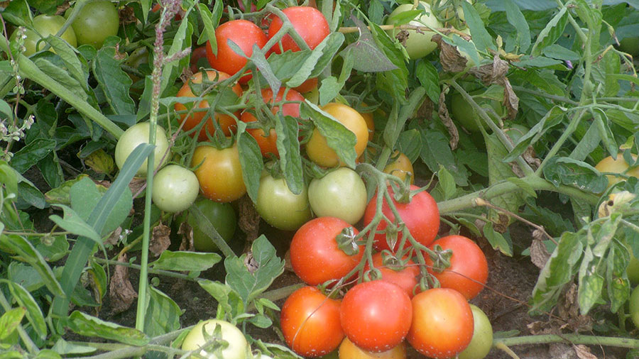 Як відомо, незрілі, але вже сформувалися томати можуть бути білими, світло-зеленими, сірими, кремовими, з зеленою плямою біля основи плодоніжки