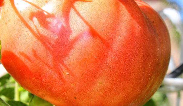 Як не загубитися серед різноманіття і чисельності найкращих насіння томатів