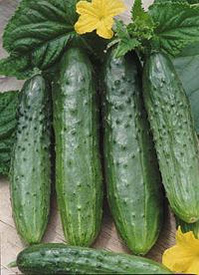 Правила вирощування огірків: хороший урожай вам забезпечений